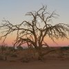 world » Africa » Namibia » Sossusvlei